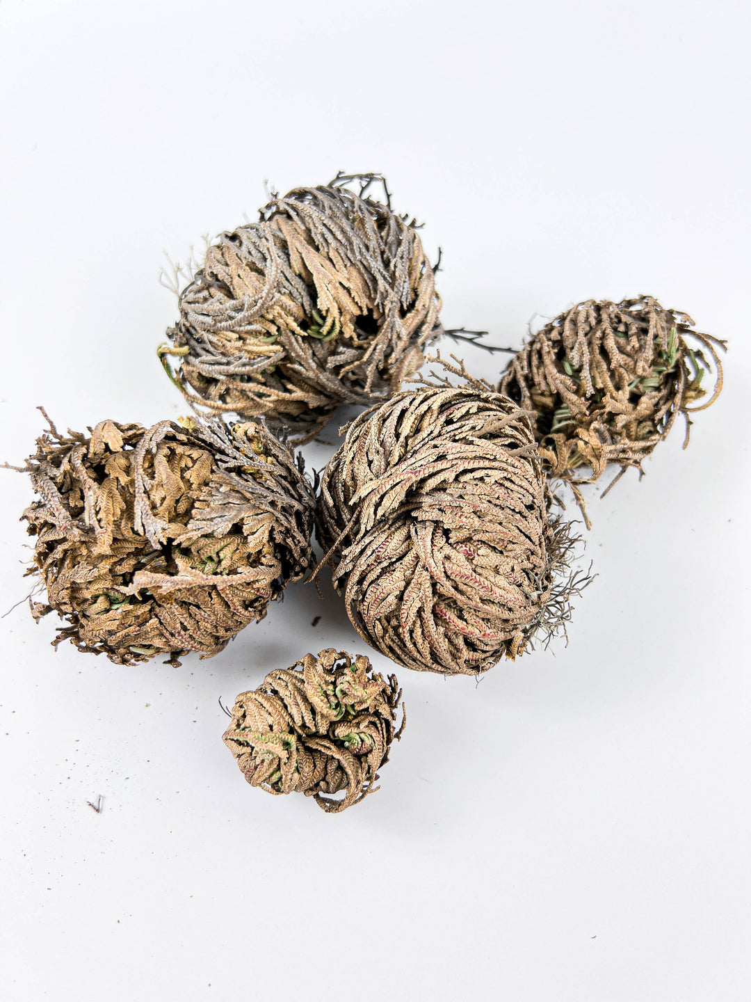 Jericho Flower - Resurrection Plant, Symbol of Renewal