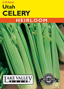 CELERY UTAH  HEIRLOOM