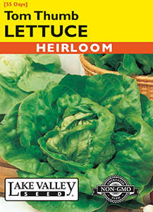 LETTUCE TOM THUMB  HEIRLOOM