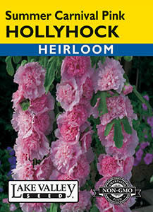 HOLLYHOCK SUMMER CARNIVAL PINK  HEIRLOOM