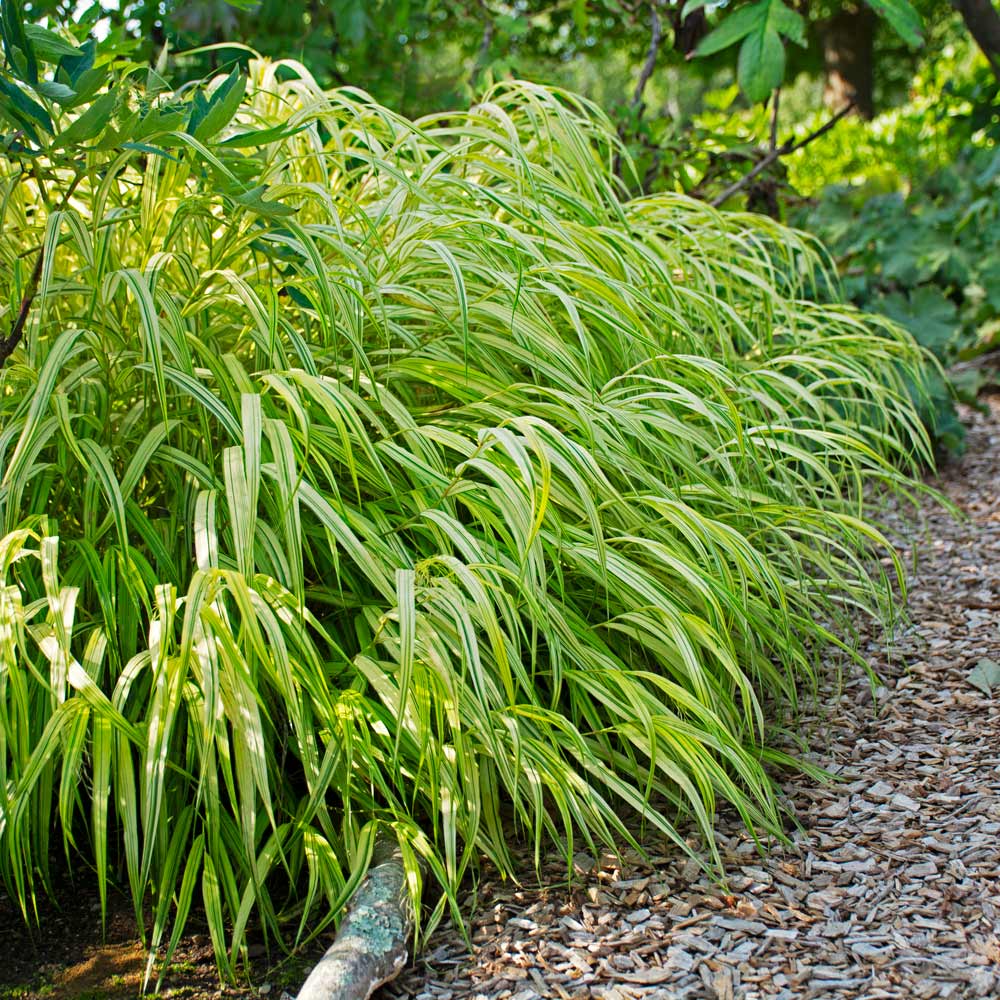 Japanese Forest Grass - Aureola