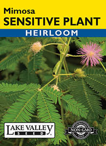 SENSITIVE PLANT (MIMOSA)  HEIRLOOM