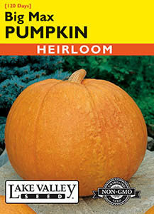 PUMPKIN BIG MAX HEIRLOOM