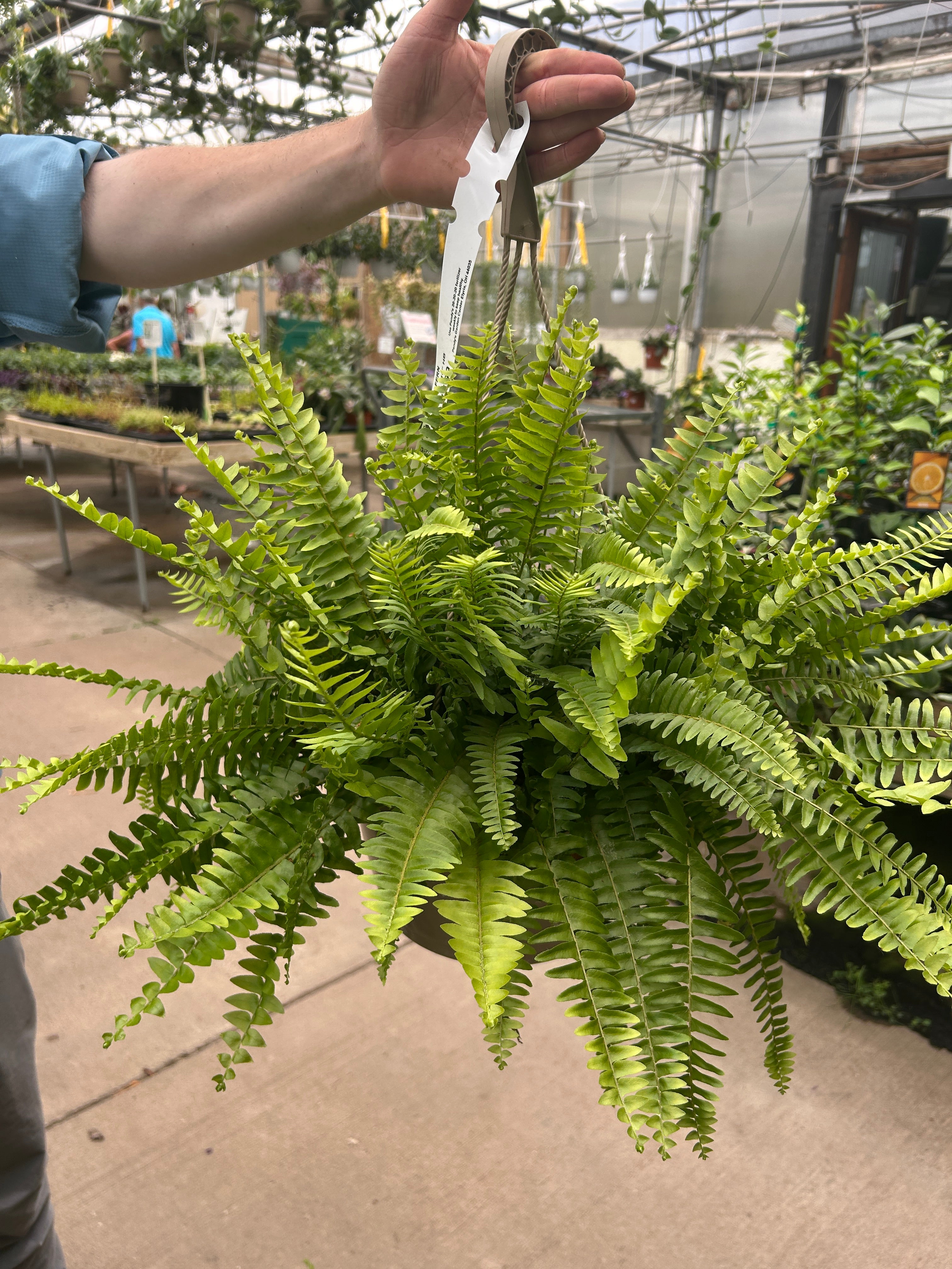 Houseplants*