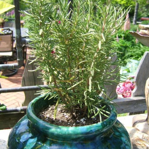 Rosemary 'Hill Hardy' Herb