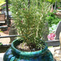 Rosemary 'Hill Hardy' Herb