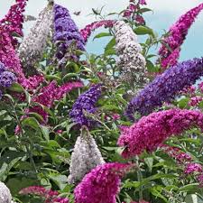 Butterfly Bush - Three in One