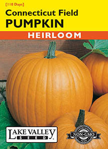 PUMPKIN CONNECTICUT FIELD   HEIRLOOM