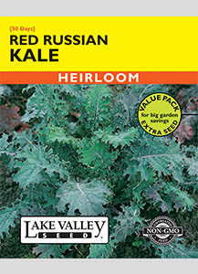 KALE RED RUSSIAN (RAGGED JACK) VP  HEIRLOOM