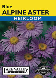 ASTER ALPINE BLUE  HEIRLOOM