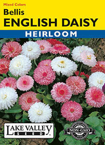 DAISY ENGLISH BELLIS MIXED COLORS  HEIRLOOM