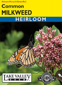 MILKWEED COMMON