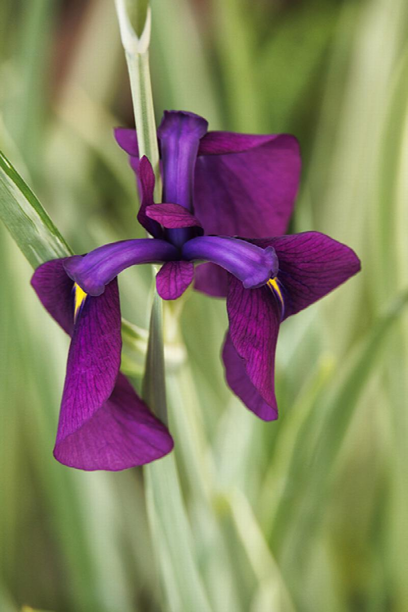 Japanese Iris - Variegata