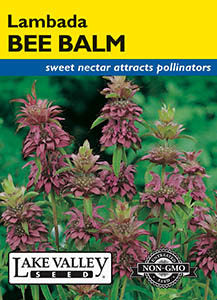 BEE BALM LAMBADA