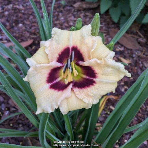 Hemerocallis 'Siloam Ury Winnford' Daylily