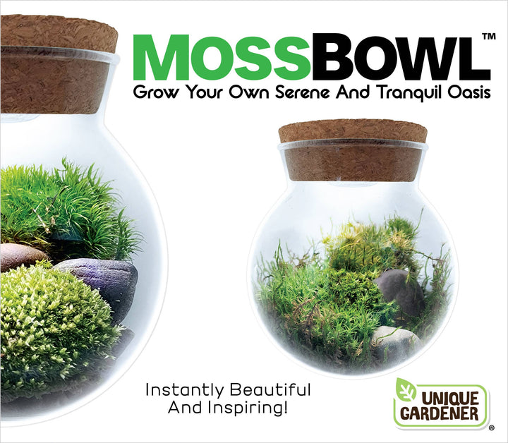 MossBowl Glass Terrarium