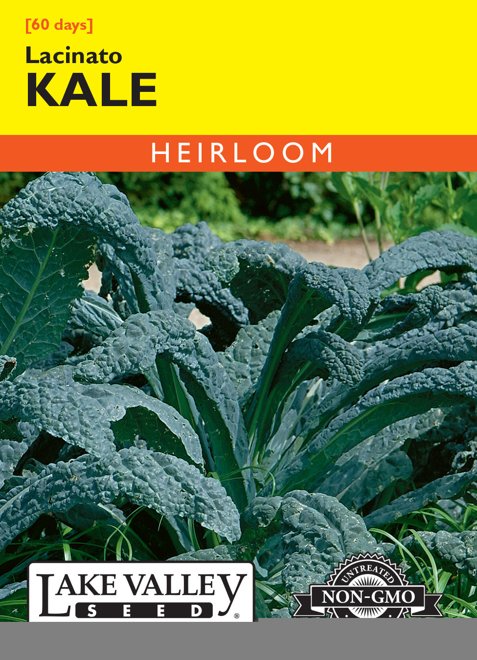 Kale Lacinato Heirloom