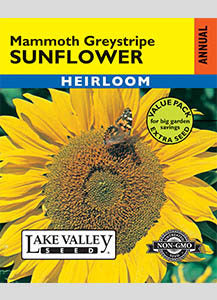 SUNFLOWER MAMMOTH GREYSTRIPE VP  HEIRLOOM