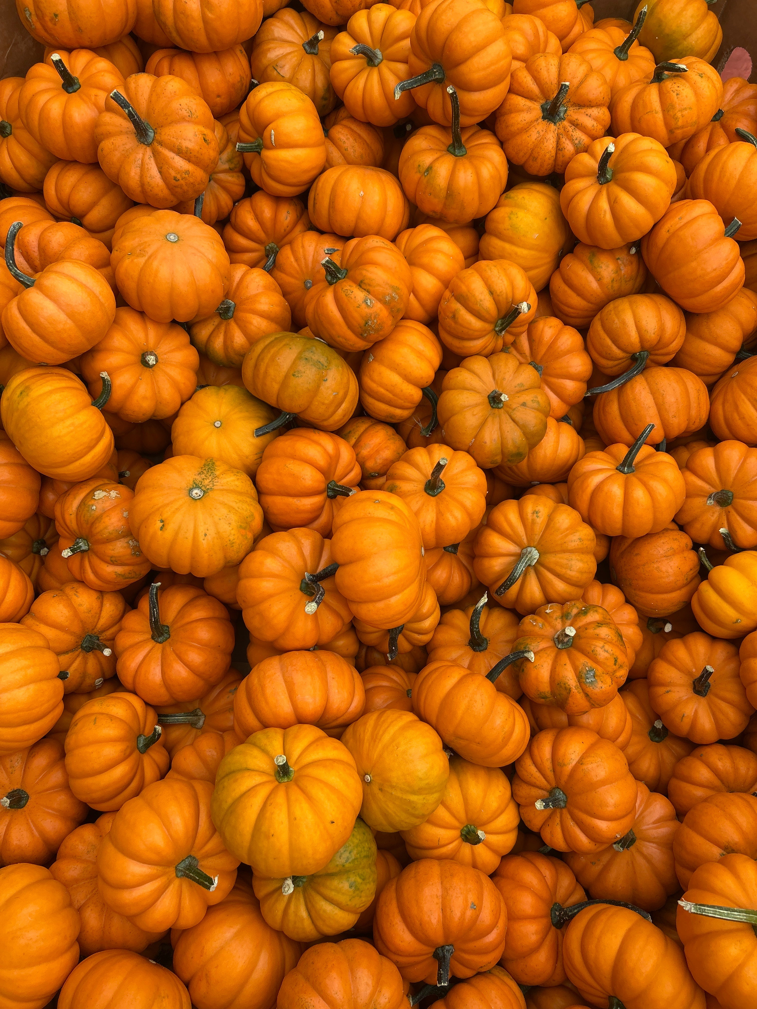 Pumpkins & Gourds