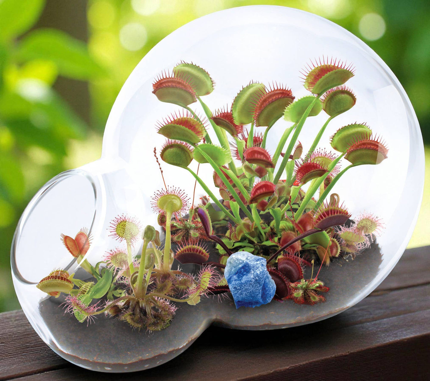 Carnivorous Growarium Glass Terrarium