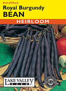 BEAN BUSH ROYAL BURGUNDY (PURPLE)   HEIRLOOM