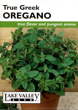 OREGANO TRUE GREEK  HEIRLOOM