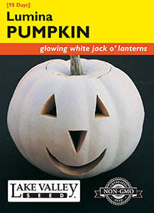 PUMPKIN LUMINA (WHITE)