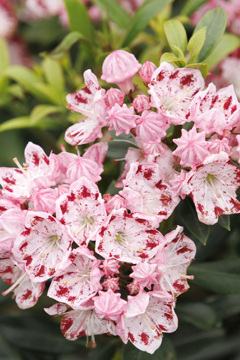 Mountain Laurel - Minuet