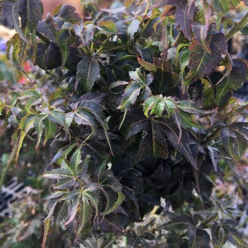 Japanese Maple - Kurenai Jishi Dwarf