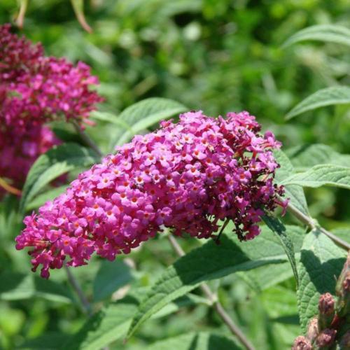 Butterfly Bush - Miss Ruby