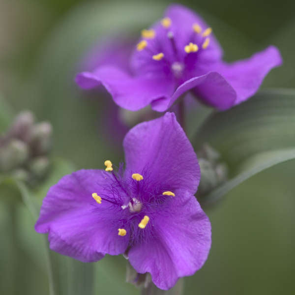 Tradescantia 'Concord Grape' Spiderwort