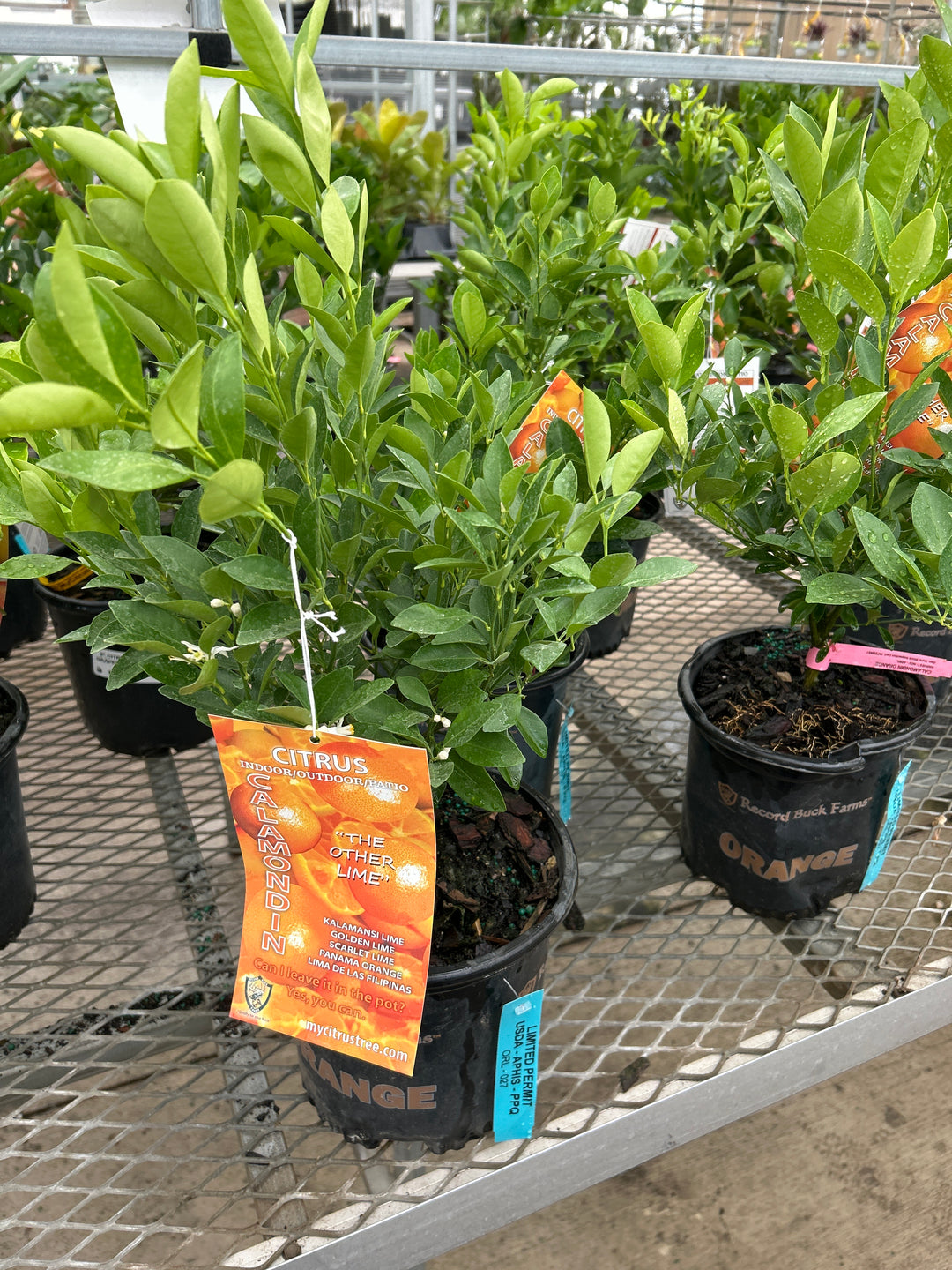 8" CITRUS CALAMONDIN ORANGE