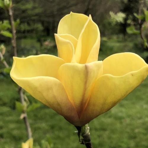 Magnolia - Judy Zuk