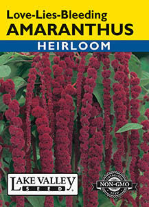 AMARANTHUS LOVE-LIES-BLEEDING  HEIRLOOM