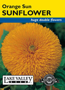 SUNFLOWER ORANGE SUN DOUBLE