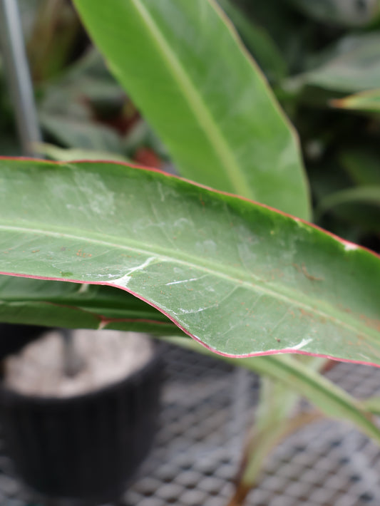 4.5" BANANA FLORIDA VARIEGATED