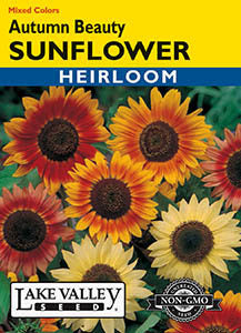 SUNFLOWER AUTUMN BEAUTY MIXED COLORS HEIRLOOM