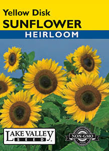 SUNFLOWER YELLOW DISK  HEIRLOOM