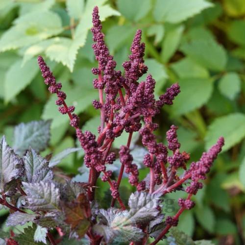 Astilbe 'Vision Vulcano' False Spirea