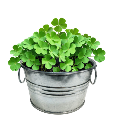 Pot O' Good Luck