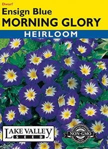 MORNING GLORY ENSIGN BLUE