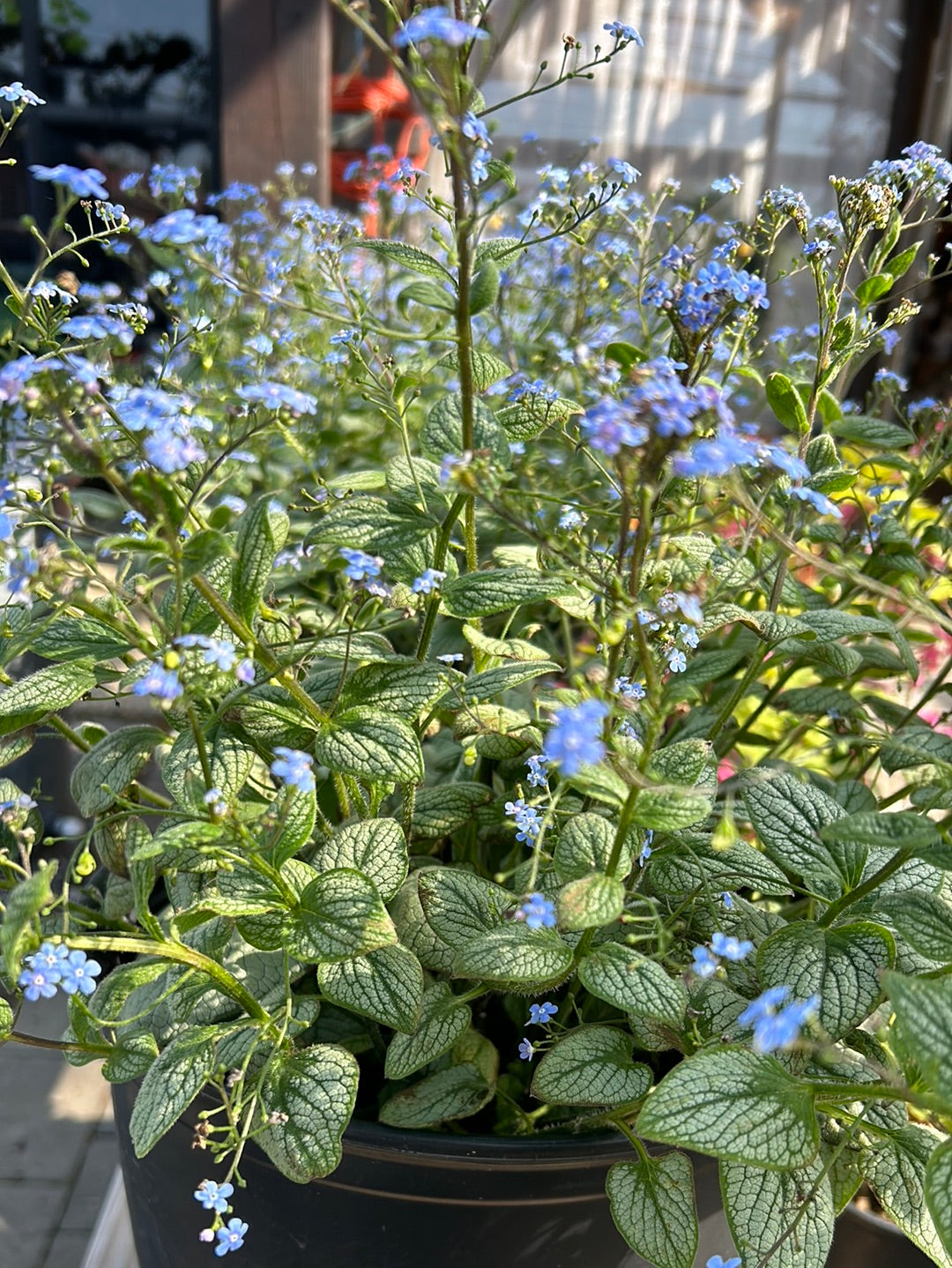 Brunnera ‘Jack Frost’