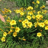 Hemerocallis - Mini Stella De Oro - Daylily