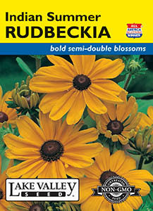 RUDBECKIA INDIAN SUMMER