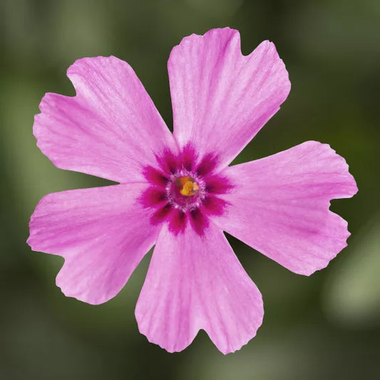 GoldiPhlox Creeping Phlox