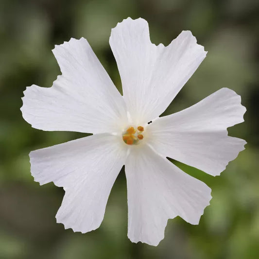GoldiPhlox Creeping Phlox