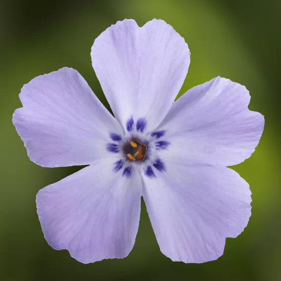 GoldiPhlox Creeping Phlox