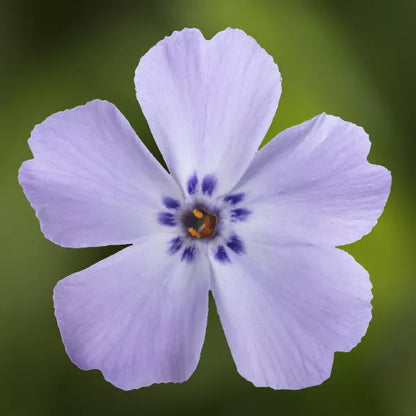 GoldiPhlox Creeping Phlox