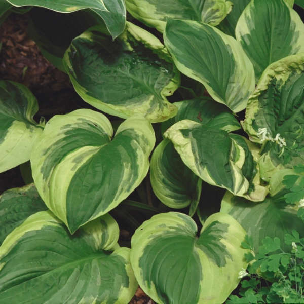 Hosta 'Carnival'