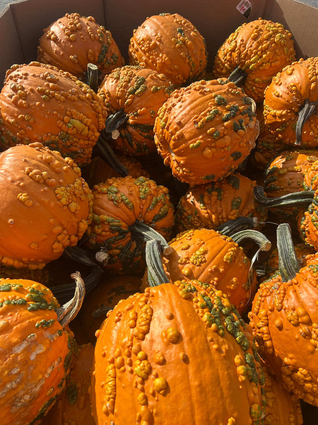 Warty Pumpkin